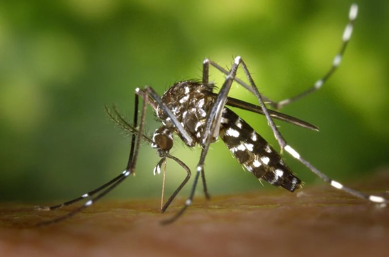 formas de alejar mosquitos
